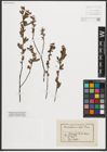 Foto von Salix purpurea L. x Salix repens L.